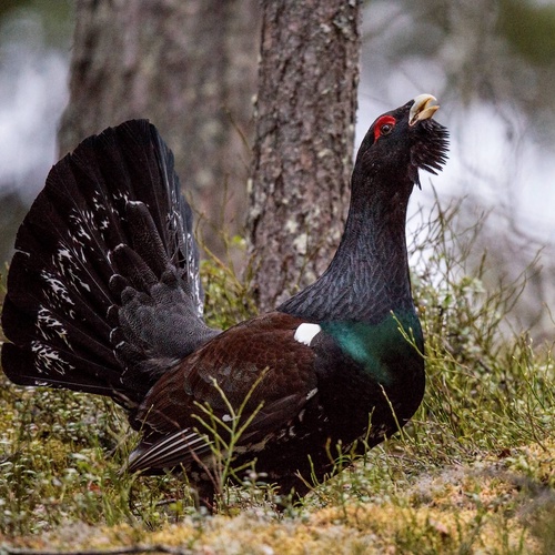 Auerhuhn © PantherMedia / SURZet