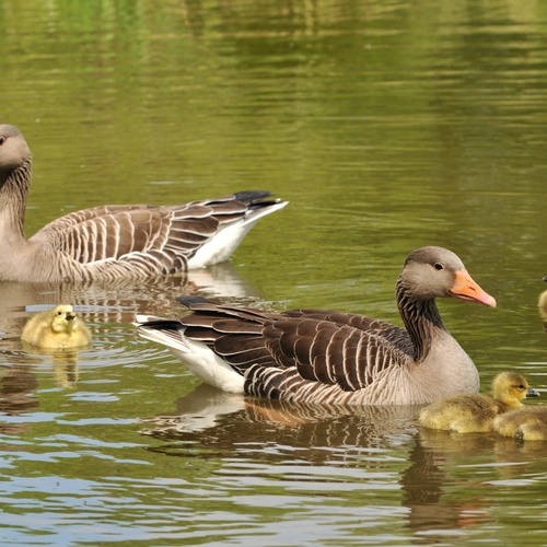 Foto Graugansfamilie auf dem Wasser