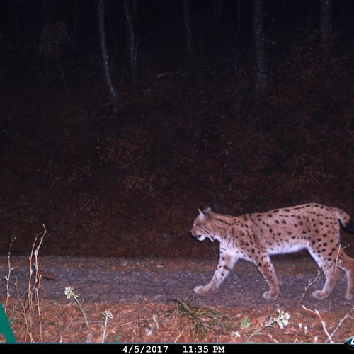 Luchs Wildkamera