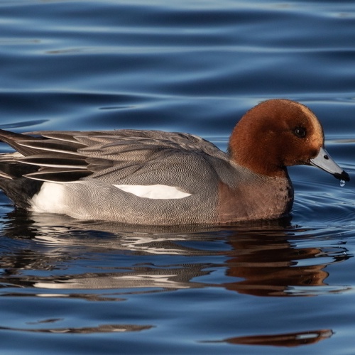 Pfeifente, Panthermedia, Foto, Wasser,Pfeifente im Wasser