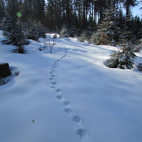 Auerhuhn Fährte im Schnee. © Joy Coppes