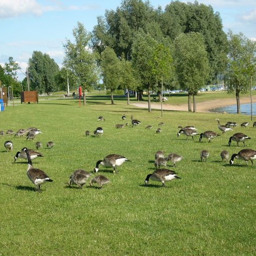 Früh am Morgen - Kanadagänse am Badestrand bevor Badegäste eintreffen