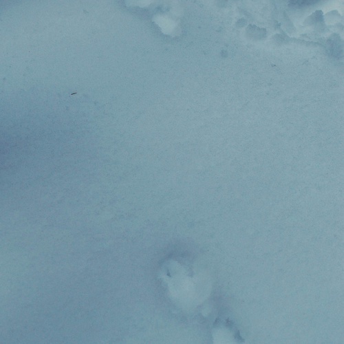 Marderspur im Schnee © Henriette Tripke