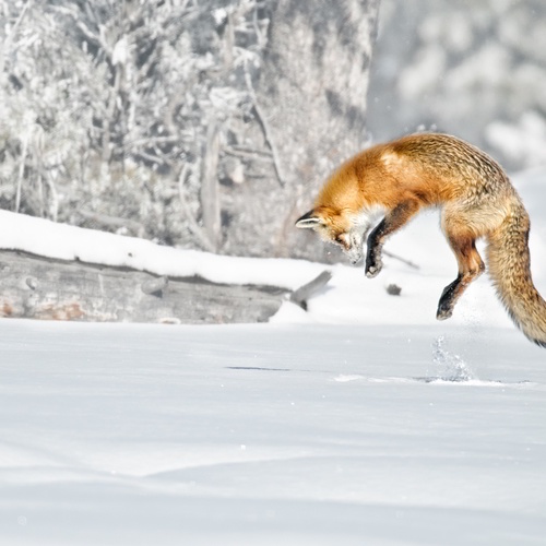 Rotfuchs, Schnee, Winter, mausen