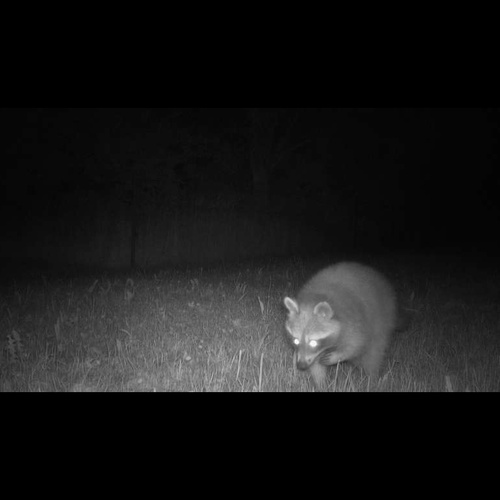 Waschbär, Forschung