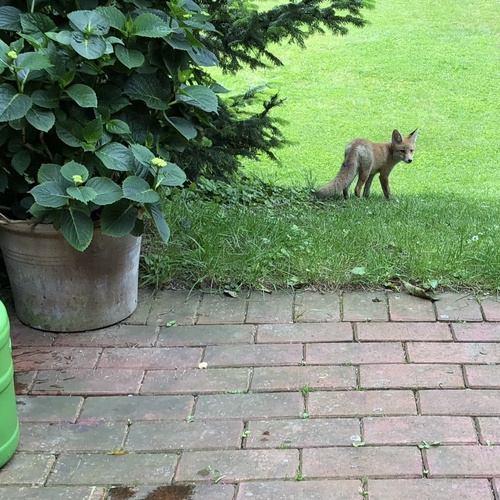 Fuchs auf Terrasse (c)Frank Dyllick-Brenzinger