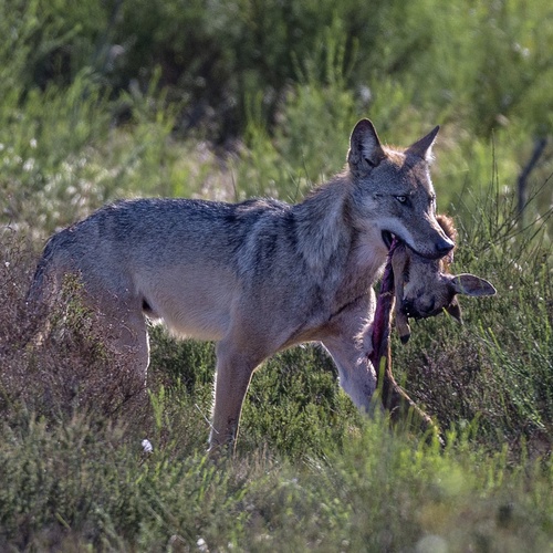 Wolf mit Beute