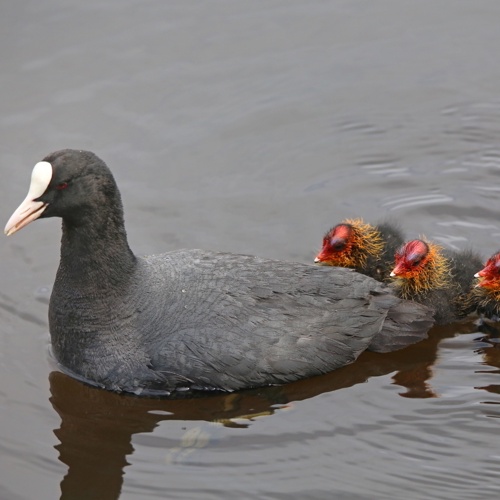 Blesshuhnfamilie