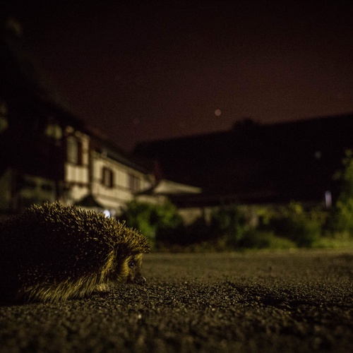 Igel (c) Anna-Lena-Hendel