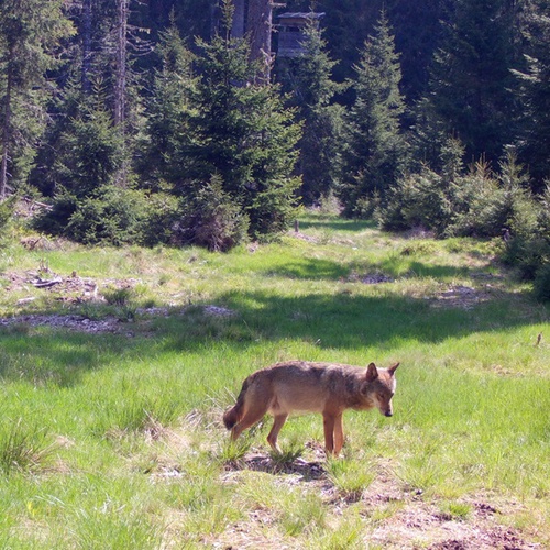 Zu sehen ist eine Fotofallenaufnahme von einem Wolf auf einer Lichtung. Die Aufnahme stammt aus der Region am Schluchsees im Südschwarzwald.
