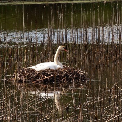 (c) Wildtiere der Stadt, Urheber?