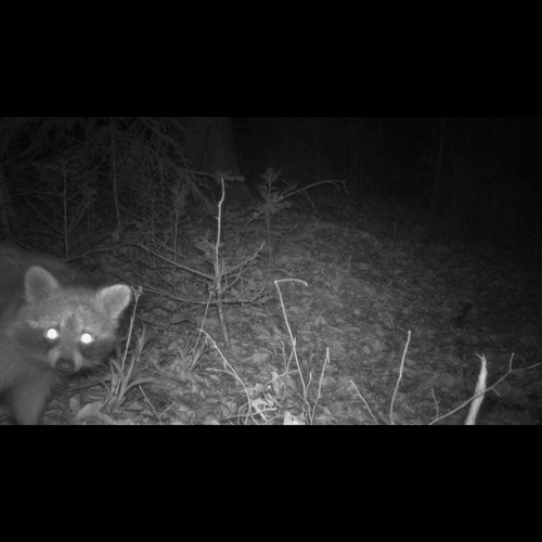Waschbär, Forschung