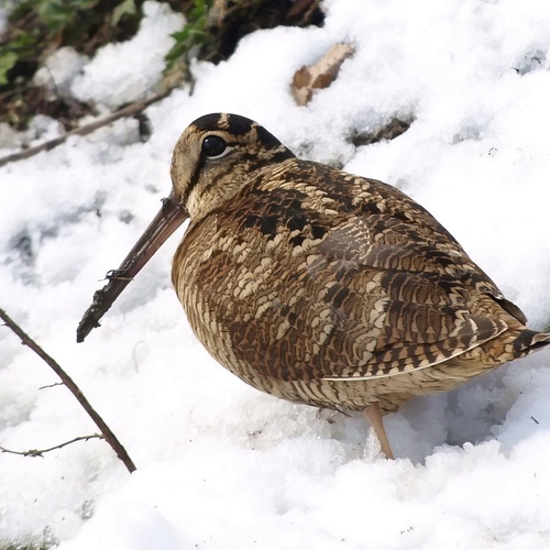 Waldschnepfe im Schnee © PantherMedia / dusan964