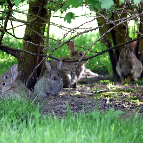 Wildkaninchen,Familie,Bau