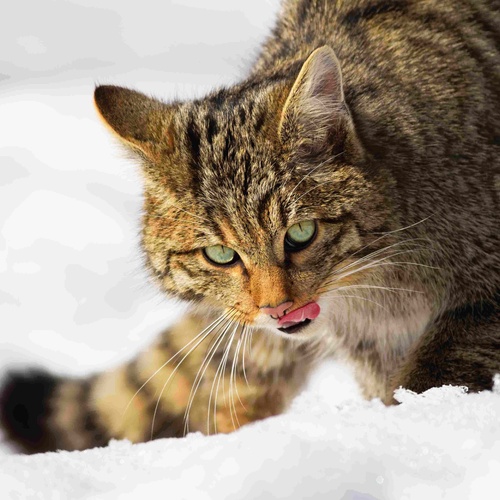 Wildkatze im Schnee © PantherMedia / Jakub Mrocek