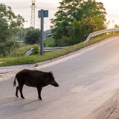 Wildschwein Strasse © PantherMedia / VIVOOO