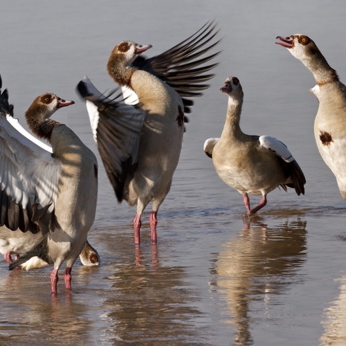 Nilgänse