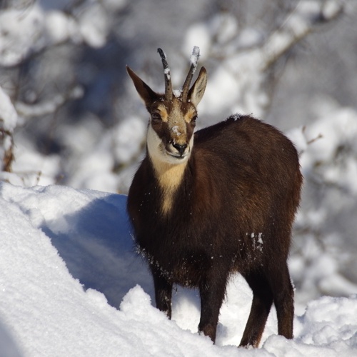 Gams,Gämse,Foto im Winterkleid