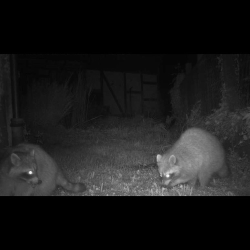 Waschbär, Forschung