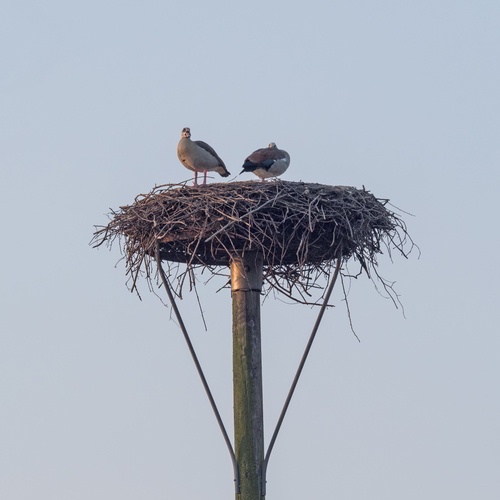 Nilganspaar,Storchennest