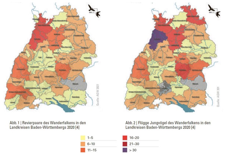 Wildtierbericht 2021, Vorkommen Wanderfalke Revierpaare in Baden-Württemberg