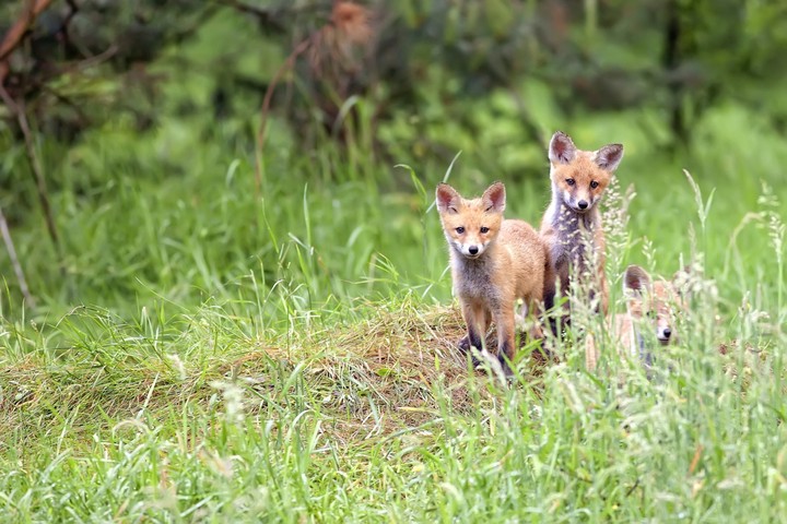 Jungfüchse im Wald © PantherMedia / Janusz Pieńkowski