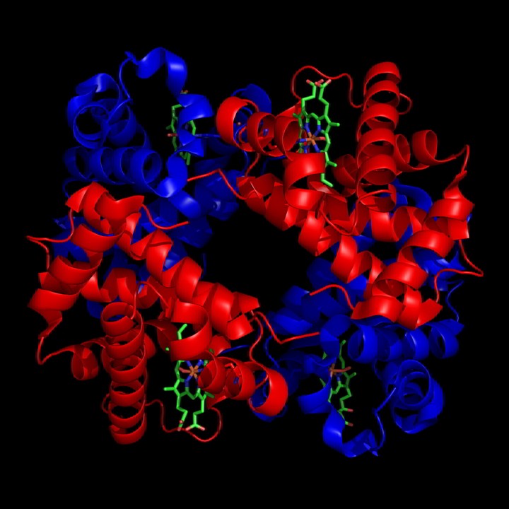 https://de.wikipedia.org/wiki/Proteinkomplex#/media/Datei:1GZX_Haemoglobin.png 