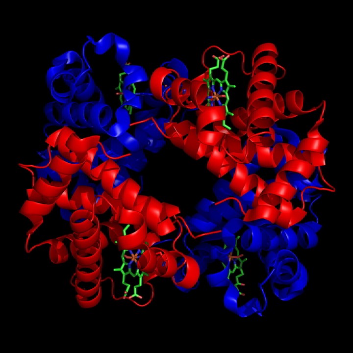 https://de.wikipedia.org/wiki/Proteinkomplex#/media/Datei:1GZX_Haemoglobin.png