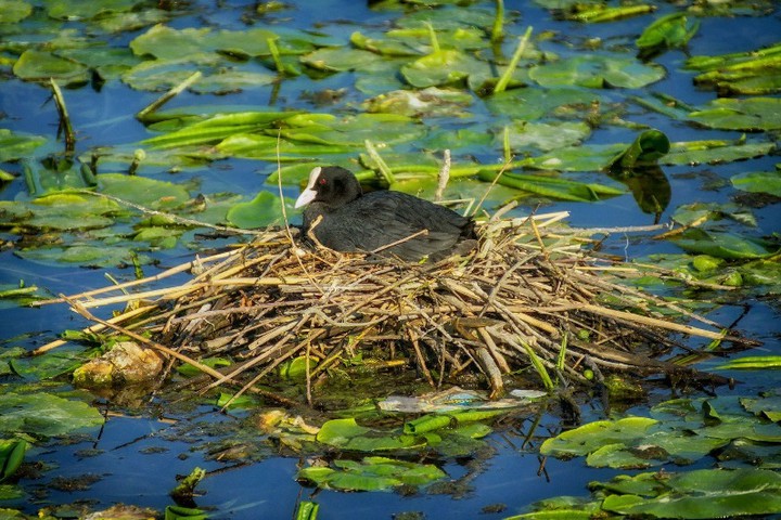 Blässhuhnnest ,Wasser