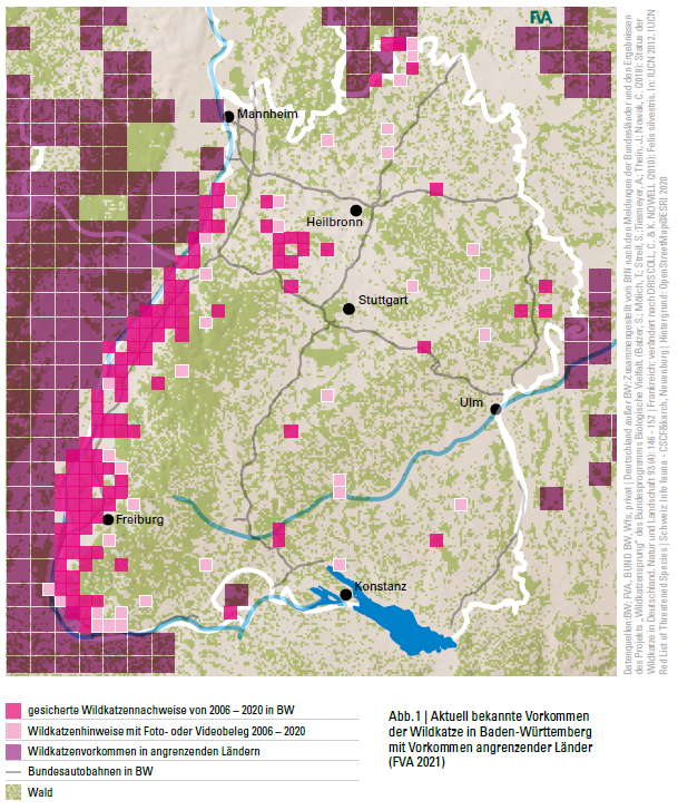 Verbreitung Wildkatze Baden-Wuerttemberg