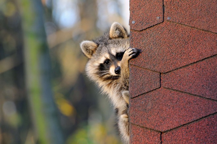 Waschbär an der Hauswand © PantherMedia / Karin Jähne