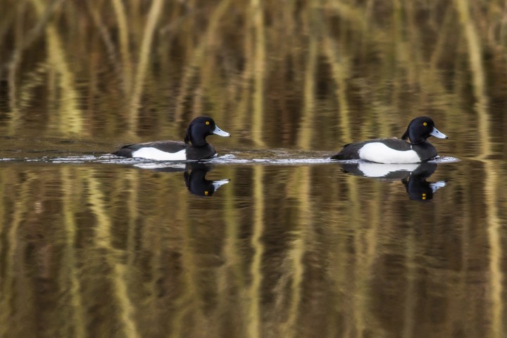 Reiherentenpaar auf dem Wasser © PantherMedia / Rosemarie Kappler