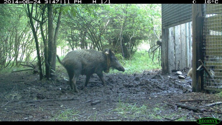 Schwarzwildforschung,Wildforschungsstelle,WFS