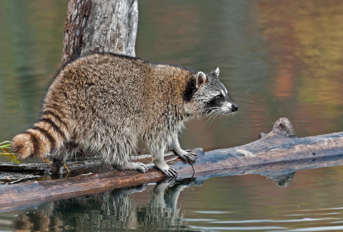 Waschbär, Ast, shutterstock