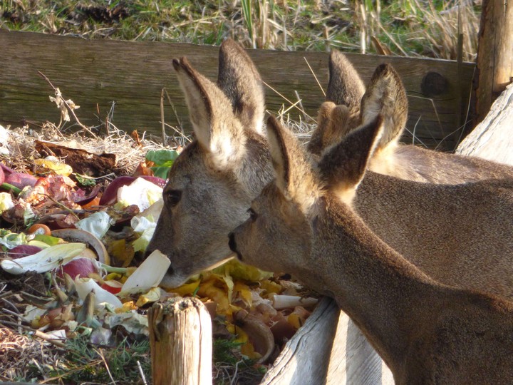 Rehe am Komposthaufen © Ilse Storch