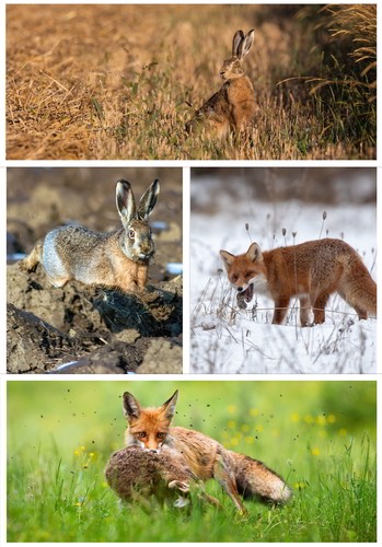 Fuchs,Hase,Forschung,Projekt