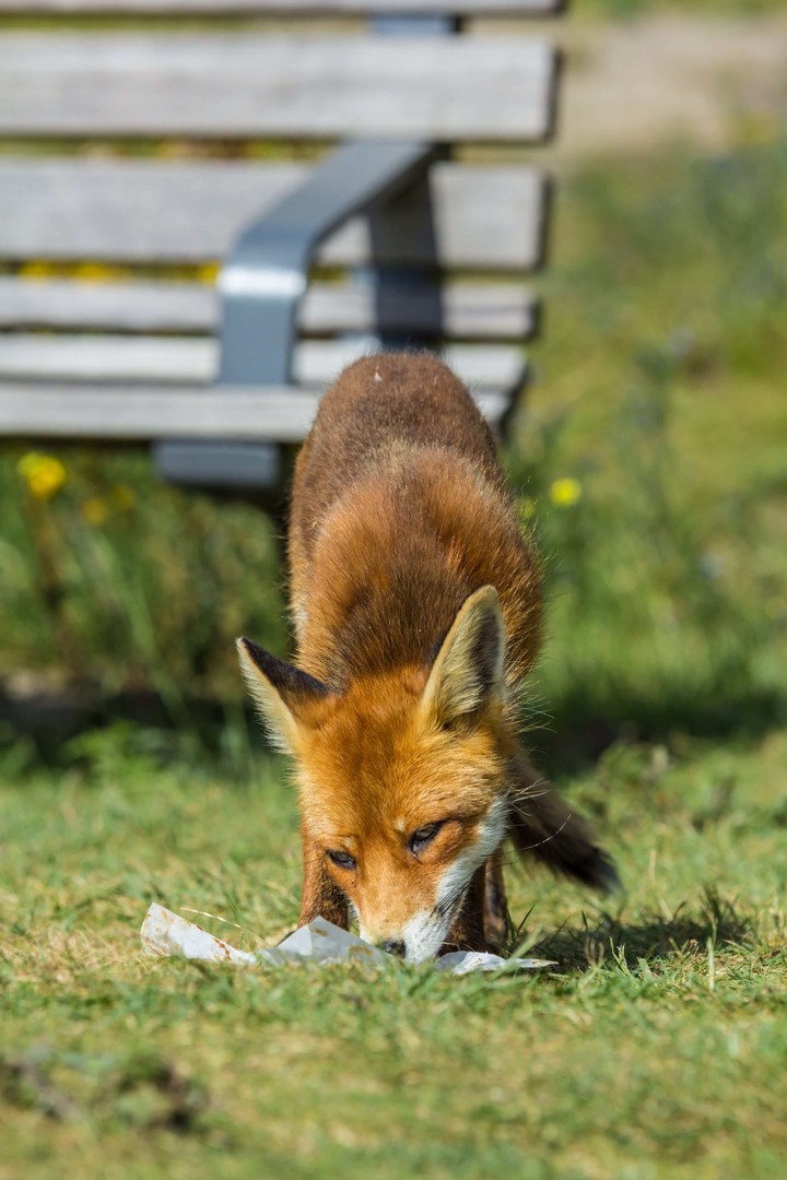Fuchs auf Nahrungssuche © PantherMedia / andrewbalcombe@hotmail.com