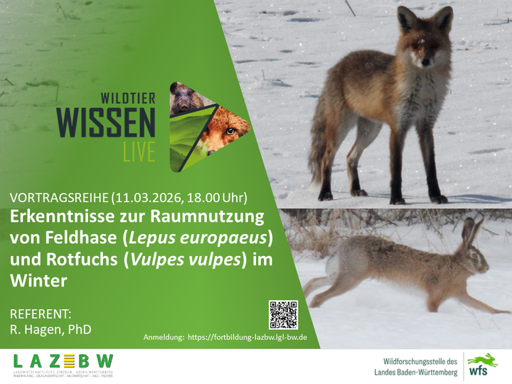 Rotfuchs, Feldhase, Winter