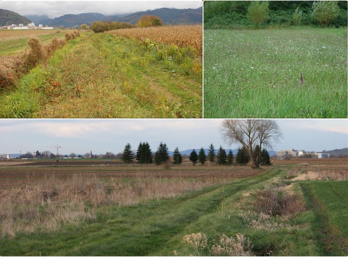 Modellregion,Markgräfler Land,Allianz für Niederwild,AfN