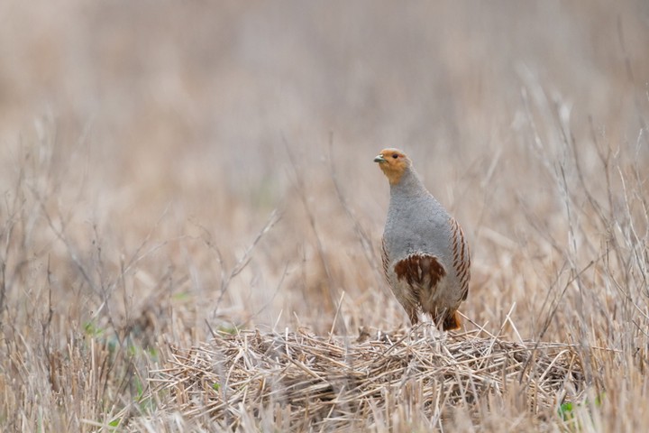 Rebhuhnforschung,Wildforschungsstelle,WFS, Foto, (c) Ralph Martin