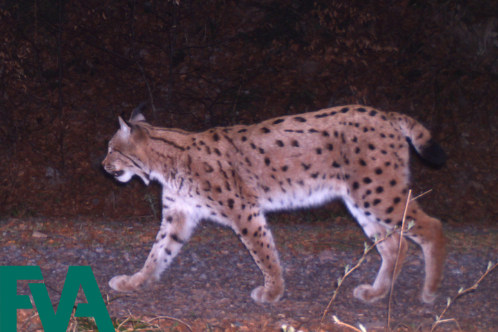 luchs auf wildkamera