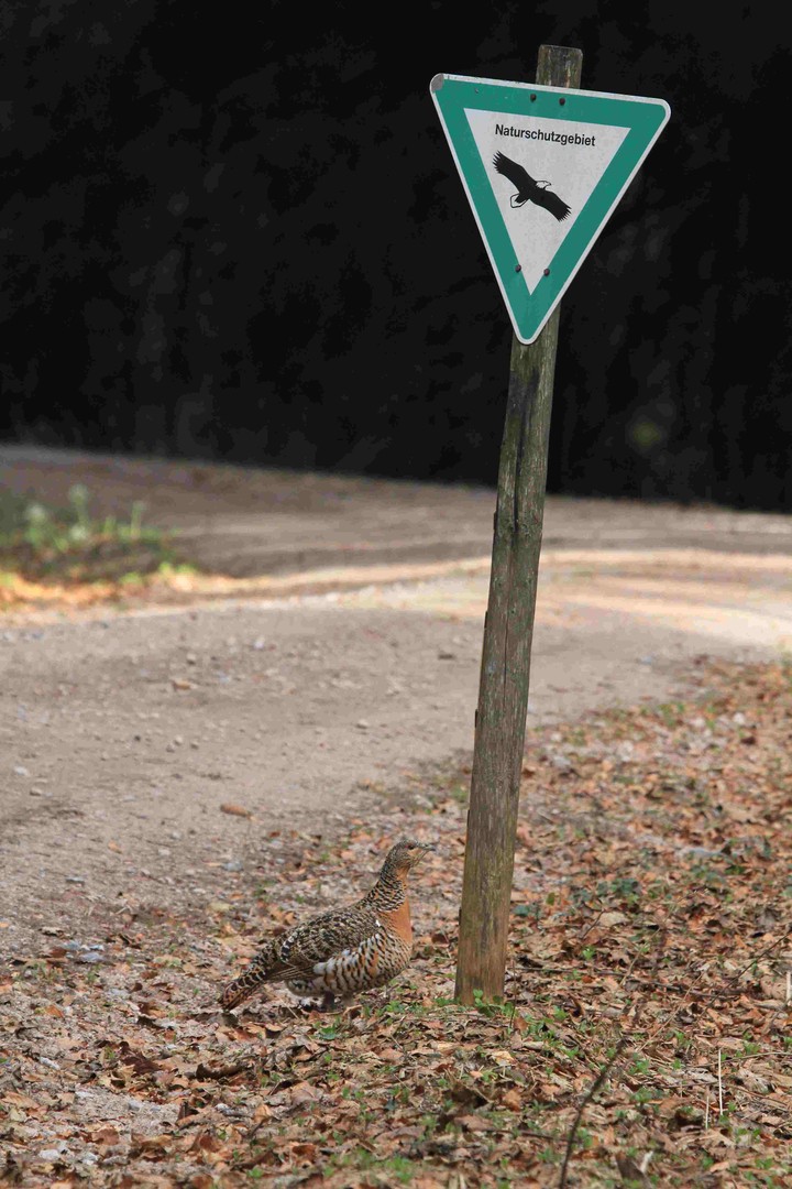 Auerhenne Naturschutzgebiet Weg Schild