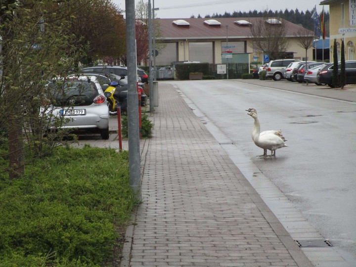 Schwan auf Straße (c) Peter Bux