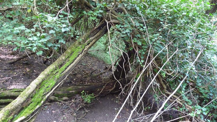 Totholz Wildtierlebensraum Wald