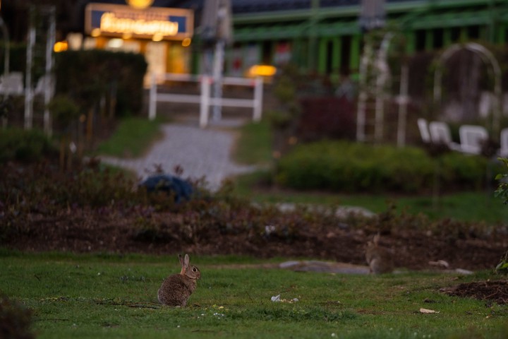 Wildkaninchen im  Park © PantherMedia / josef.hajda.de