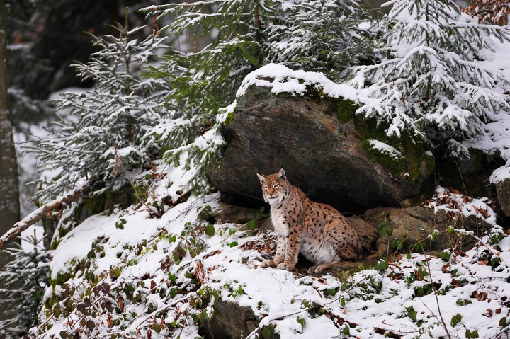 Luchs Lebensraum  © Xaver Klaussner – stock.adobe.com