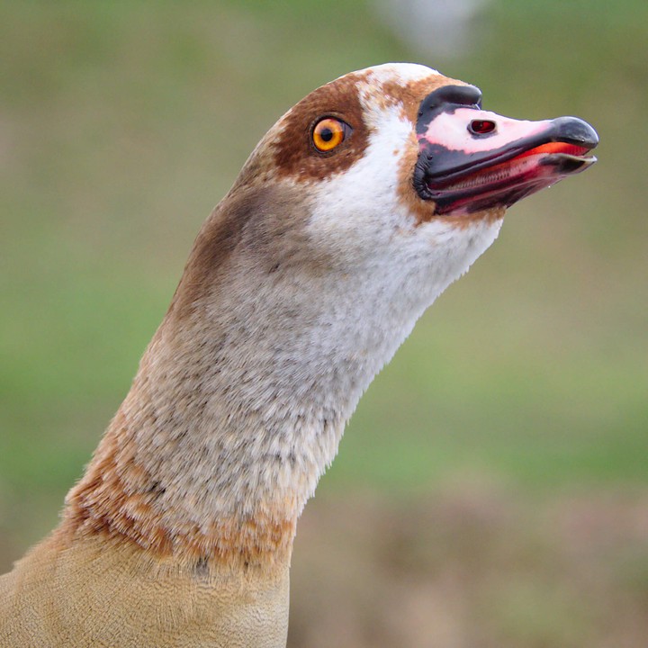 Nilgans (c) Ulrich vor dem Esche