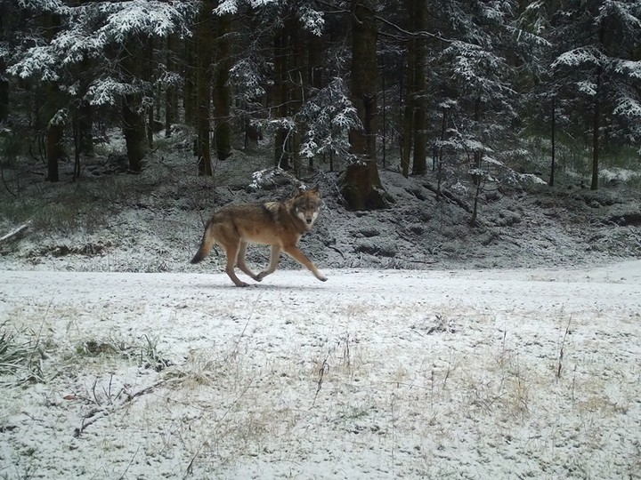 Fotofallenaufnahme des territorialen Wolfs GW2672m im Nordschwarzwald. Der Wolf läuft auf einem Forstwirtschaftsweg von links nach rechts und blickt direkt in die Kamera.