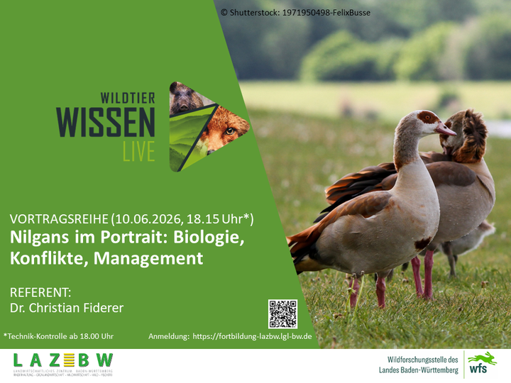 Wildtierwissen Live,Nilgans, Nilgans-Biologie, Nilgans-Konflikte, Nilgans-Management