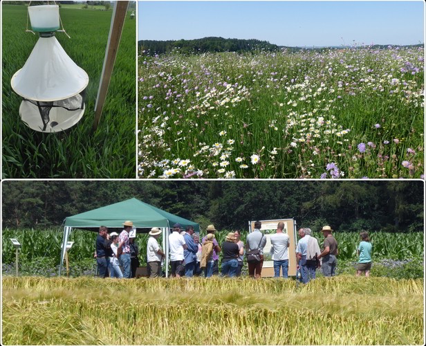 Modellregion,Bettenreute,Allianz für Niederwild,AfN